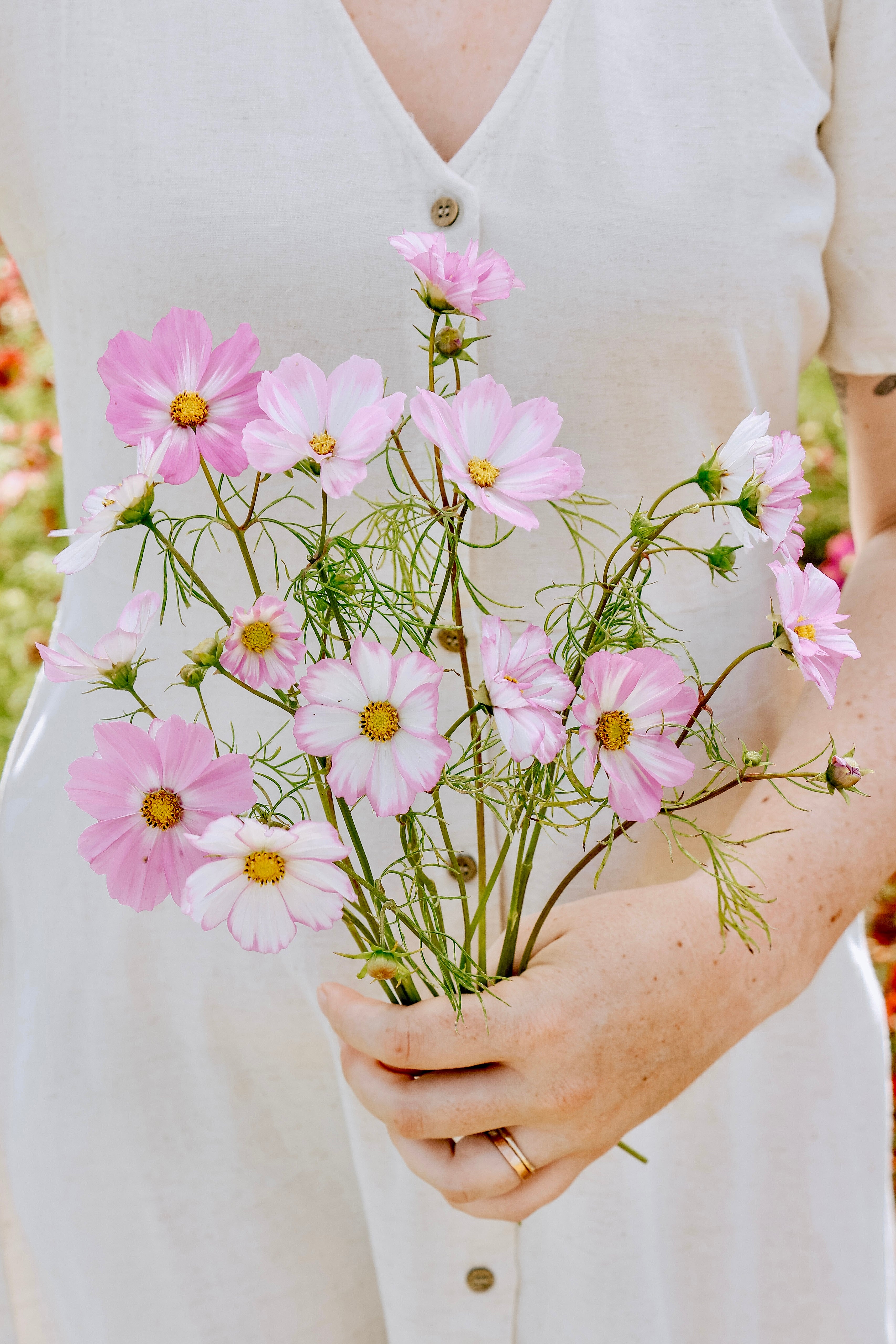 Cosmos bipinnatus 'Cosimo Collarette'-Angelo