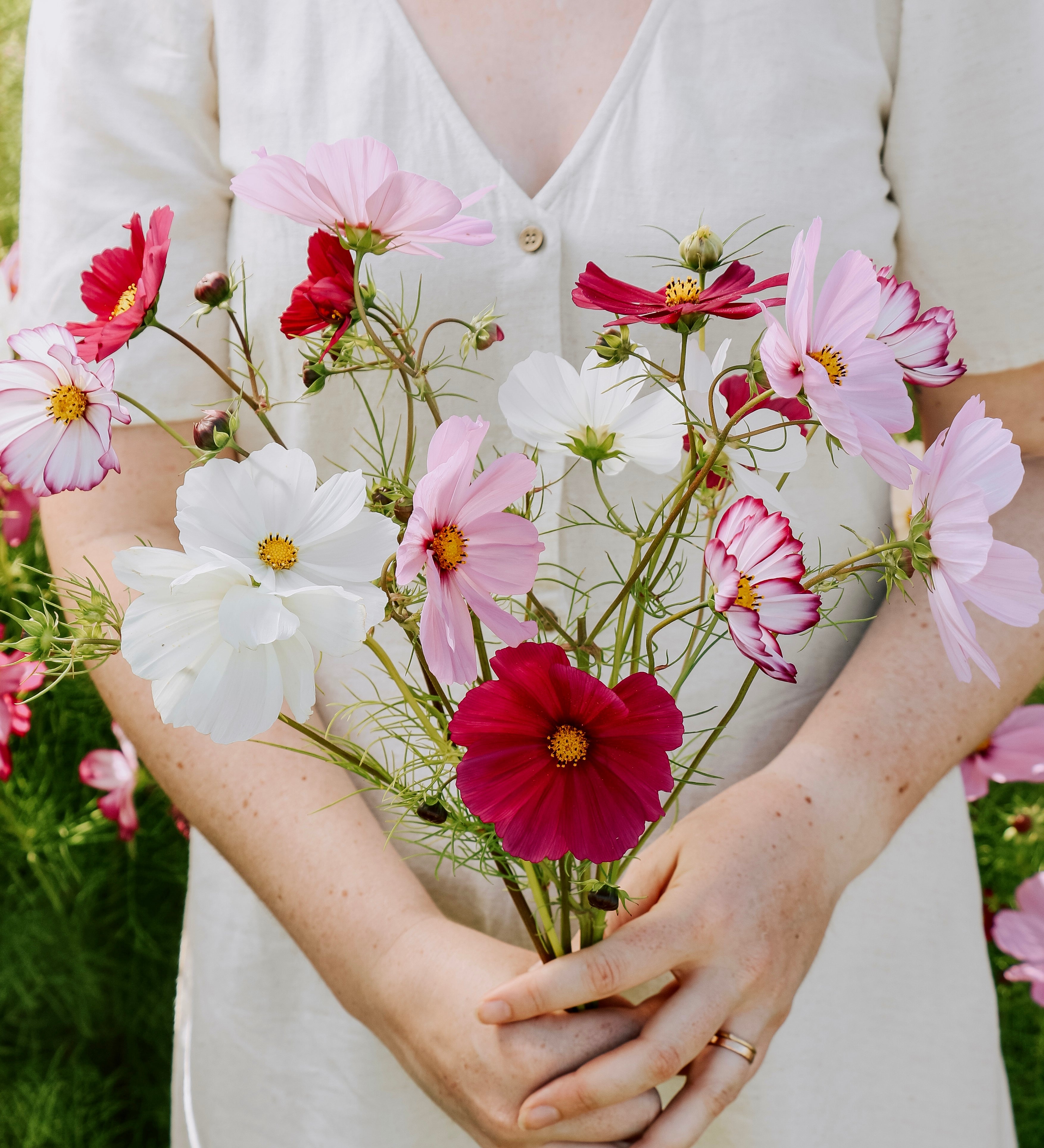 Cosmos bipinnatus 'Cottage Mix'-Angelo