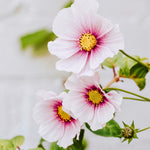 Cosmos bipinnatus 'Daydream'-Angelo