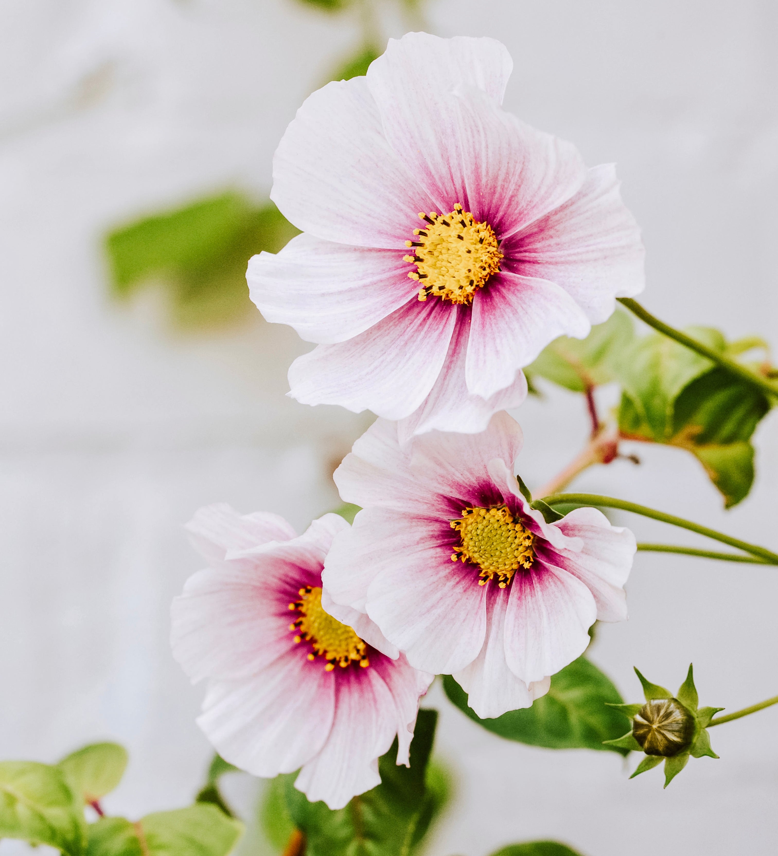 Cosmos bipinnatus 'Daydream'-Angelo