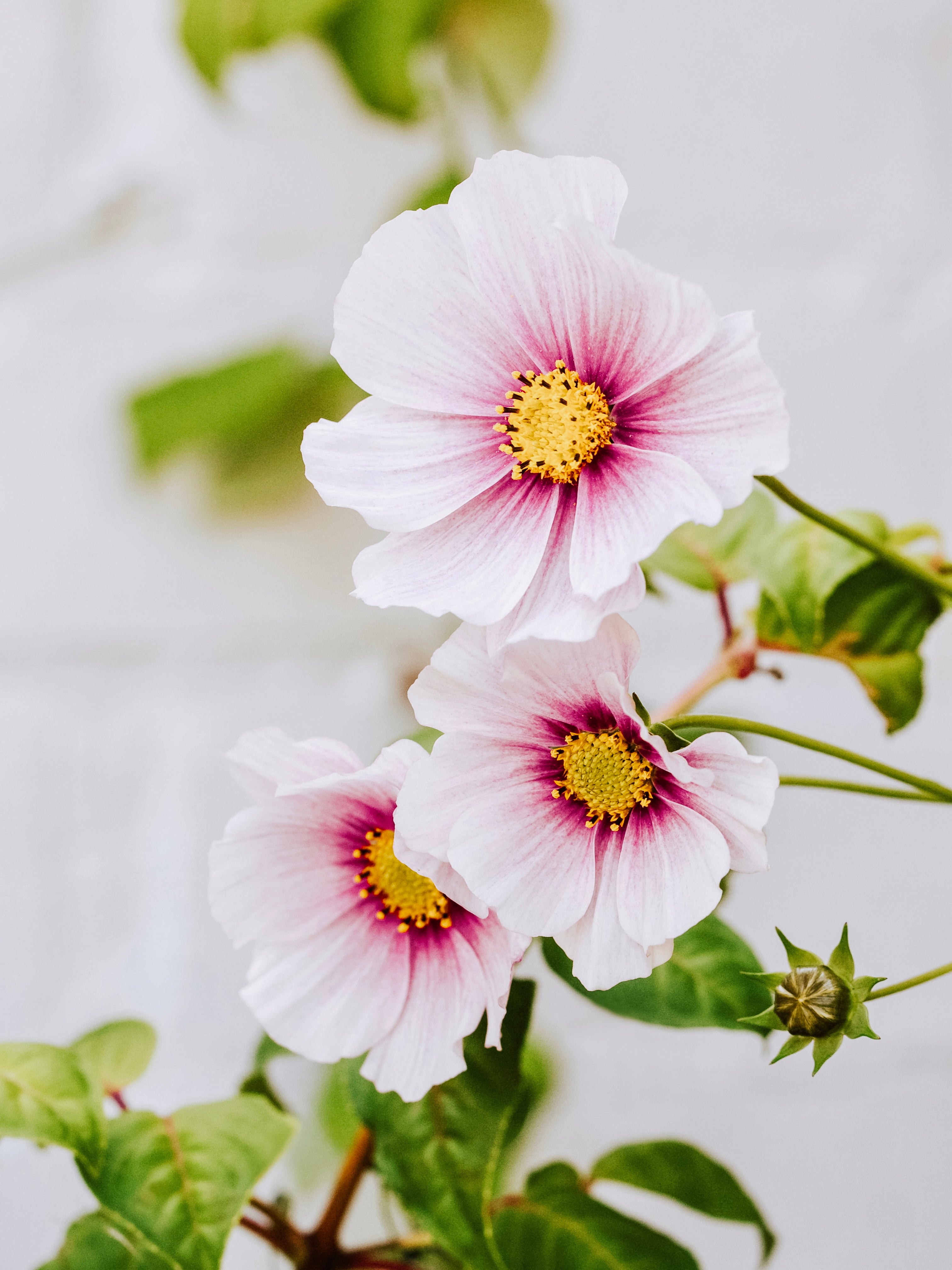 Cosmos bipinnatus 'Daydream'-Angelo