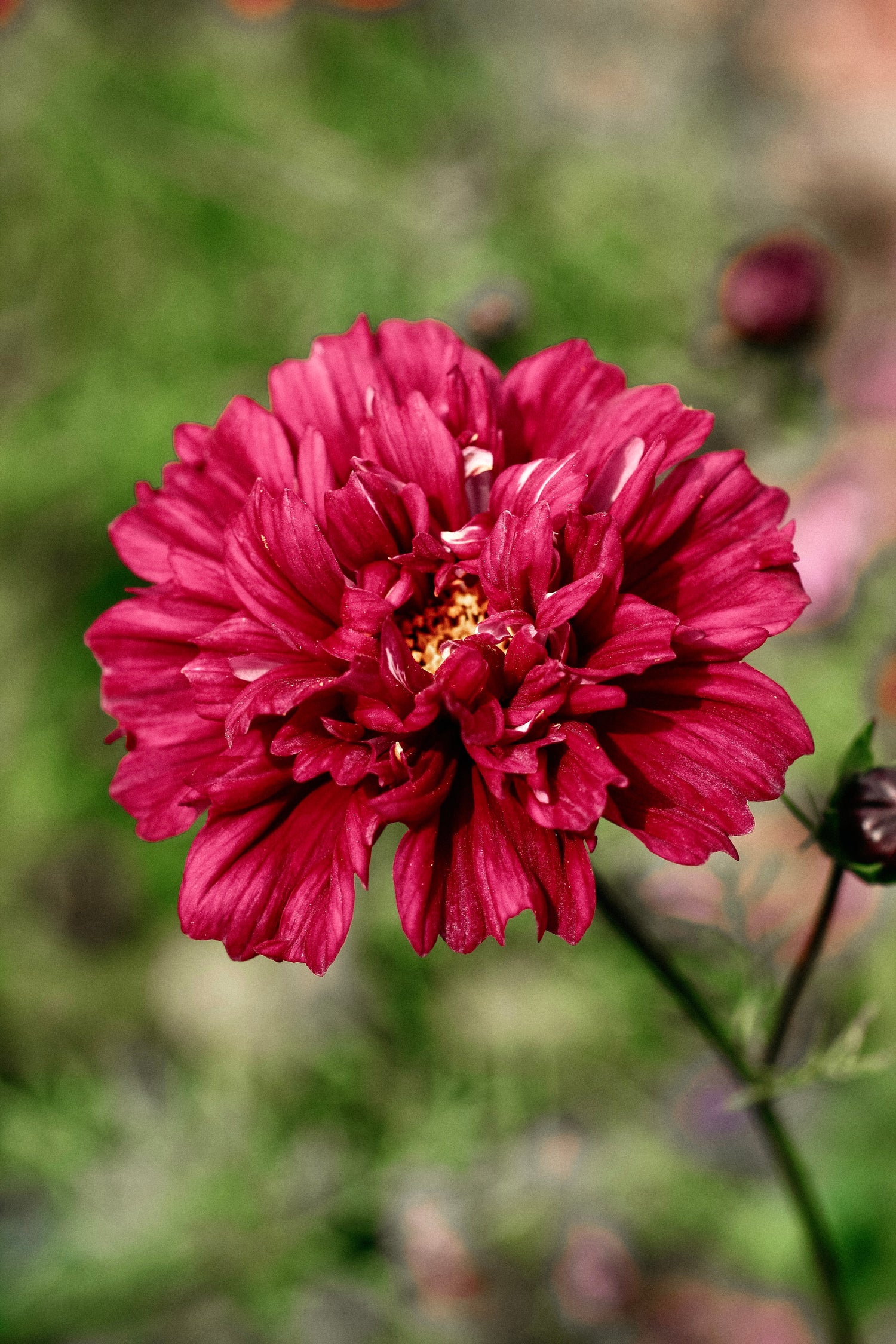 Cosmos bipinnatus &