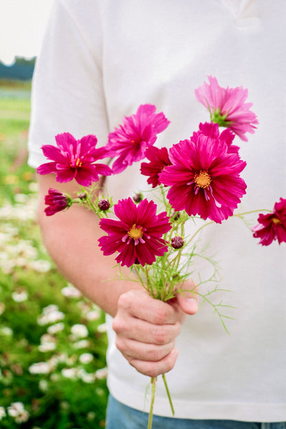 Cosmos bipinnatus &