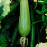 Courgette 'Petite d'Alger'-Angelo