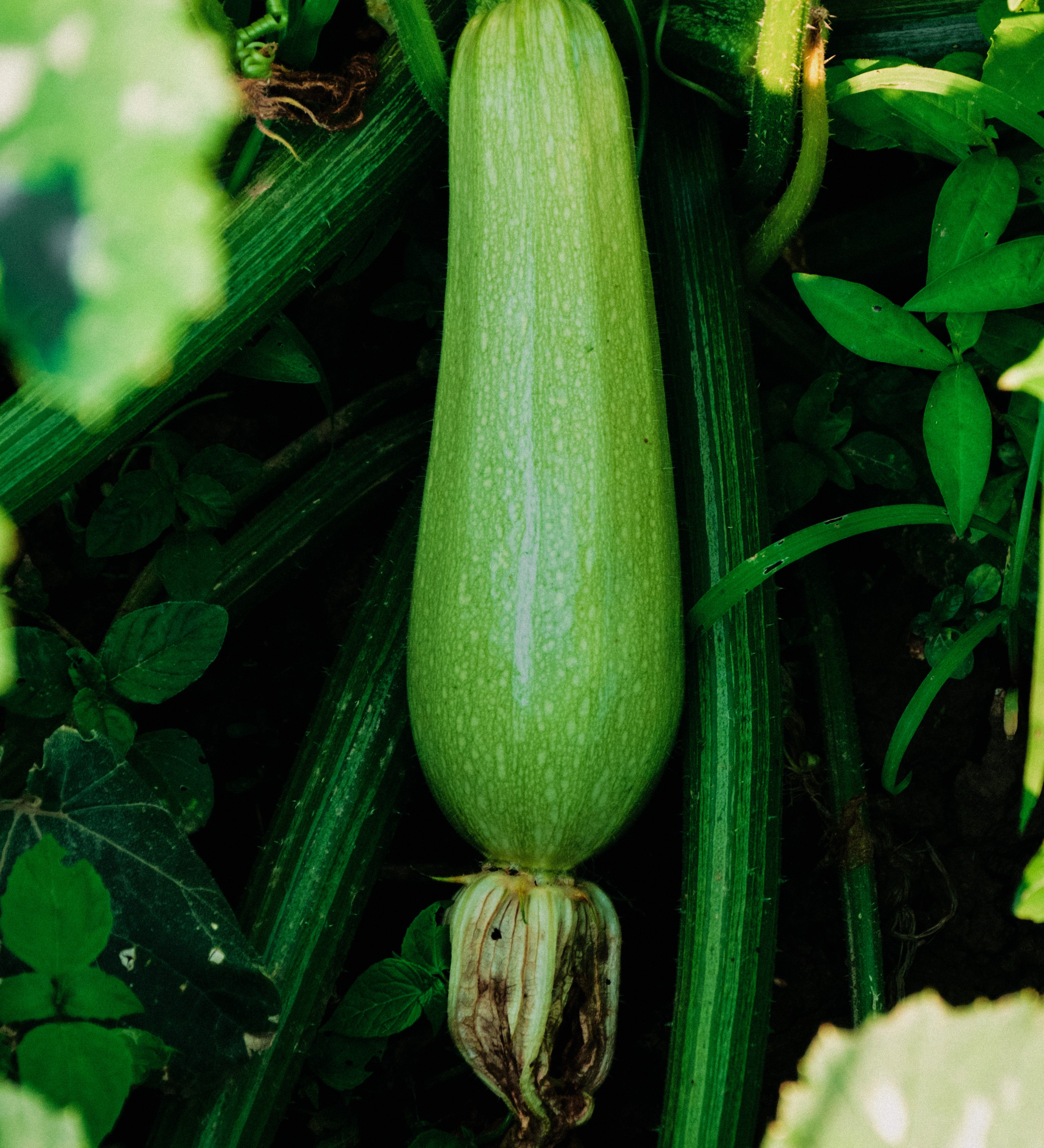 Courgette 'Petite d'Alger'-Angelo
