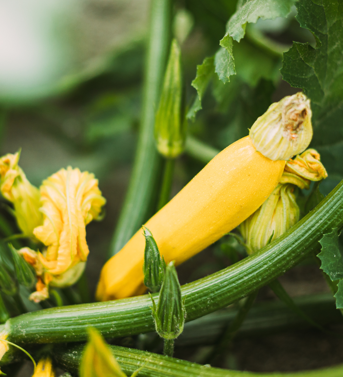 Courgette 'Solara'-Angelo