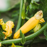 Courgette 'Solara'-Angelo