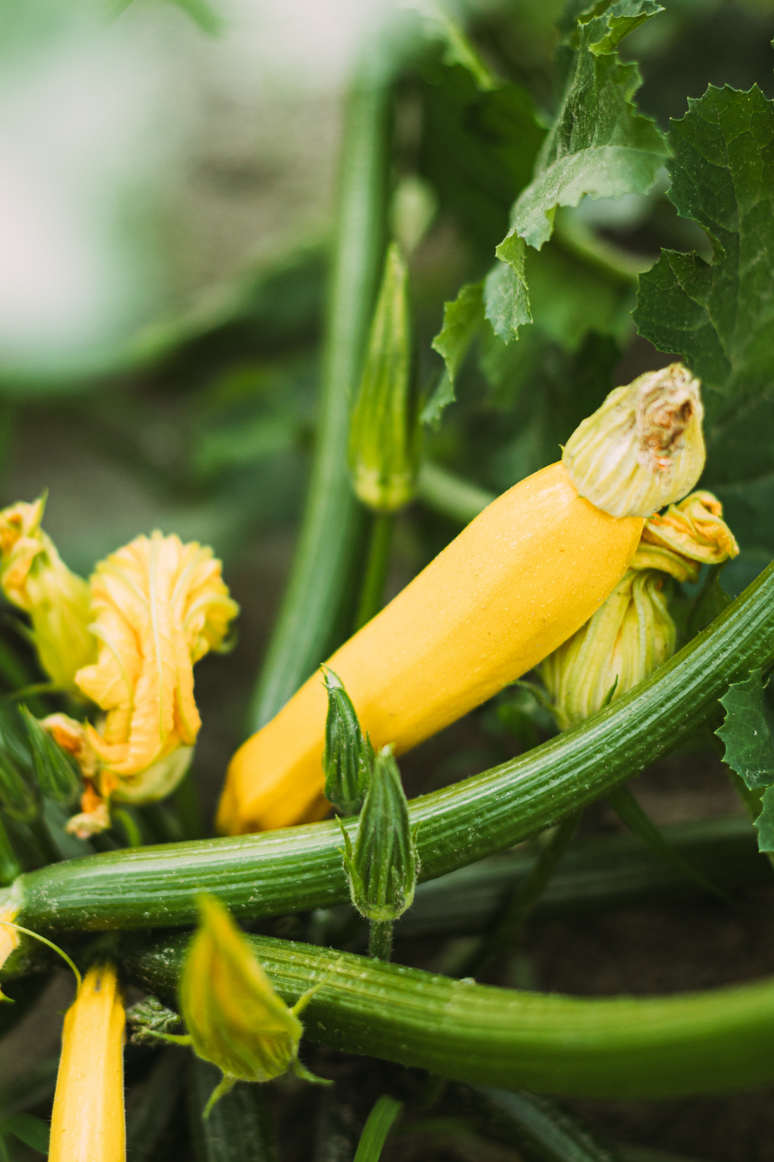 Courgette &