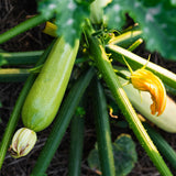 Courgette 'Ortolana Di Faenza'-Angelo
