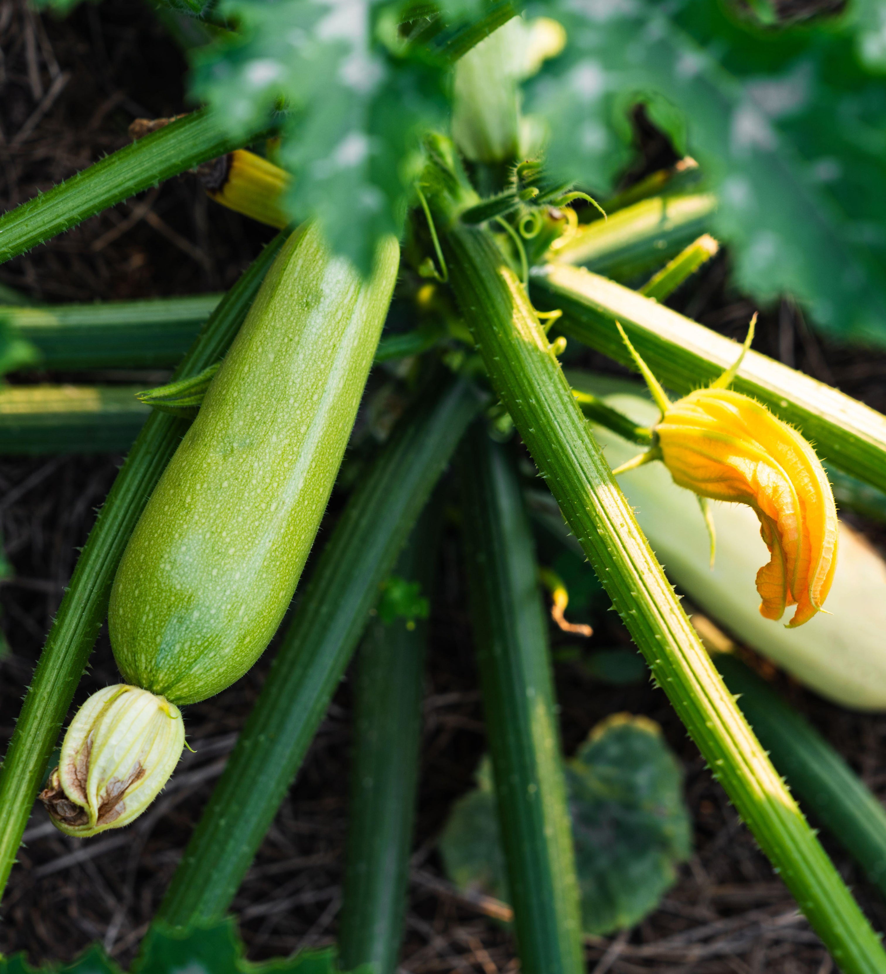 Courgette 'Ortolana Di Faenza'-Angelo