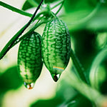 Cucamelon-Angelo