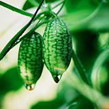 Cucamelon-Angelo