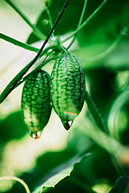 Cucamelon-Angelo