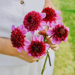 Dahlia 'Abigail'-Angelo