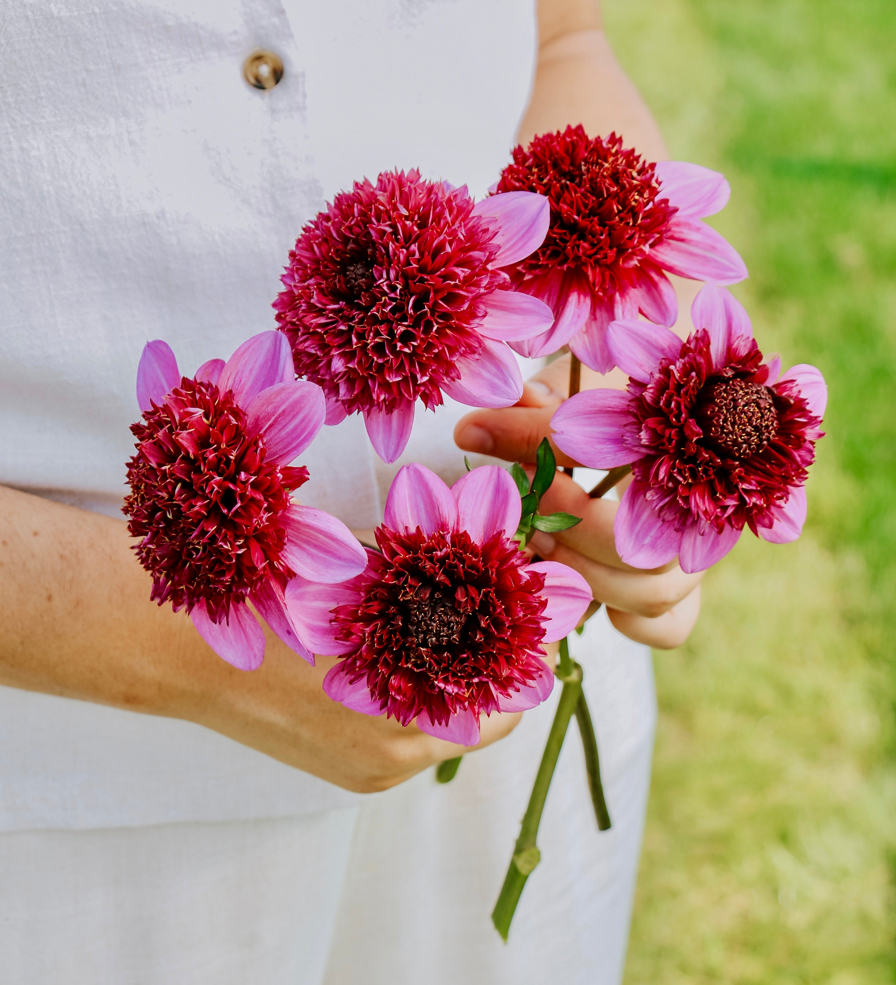 Dahlia 'Abigail'-Angelo