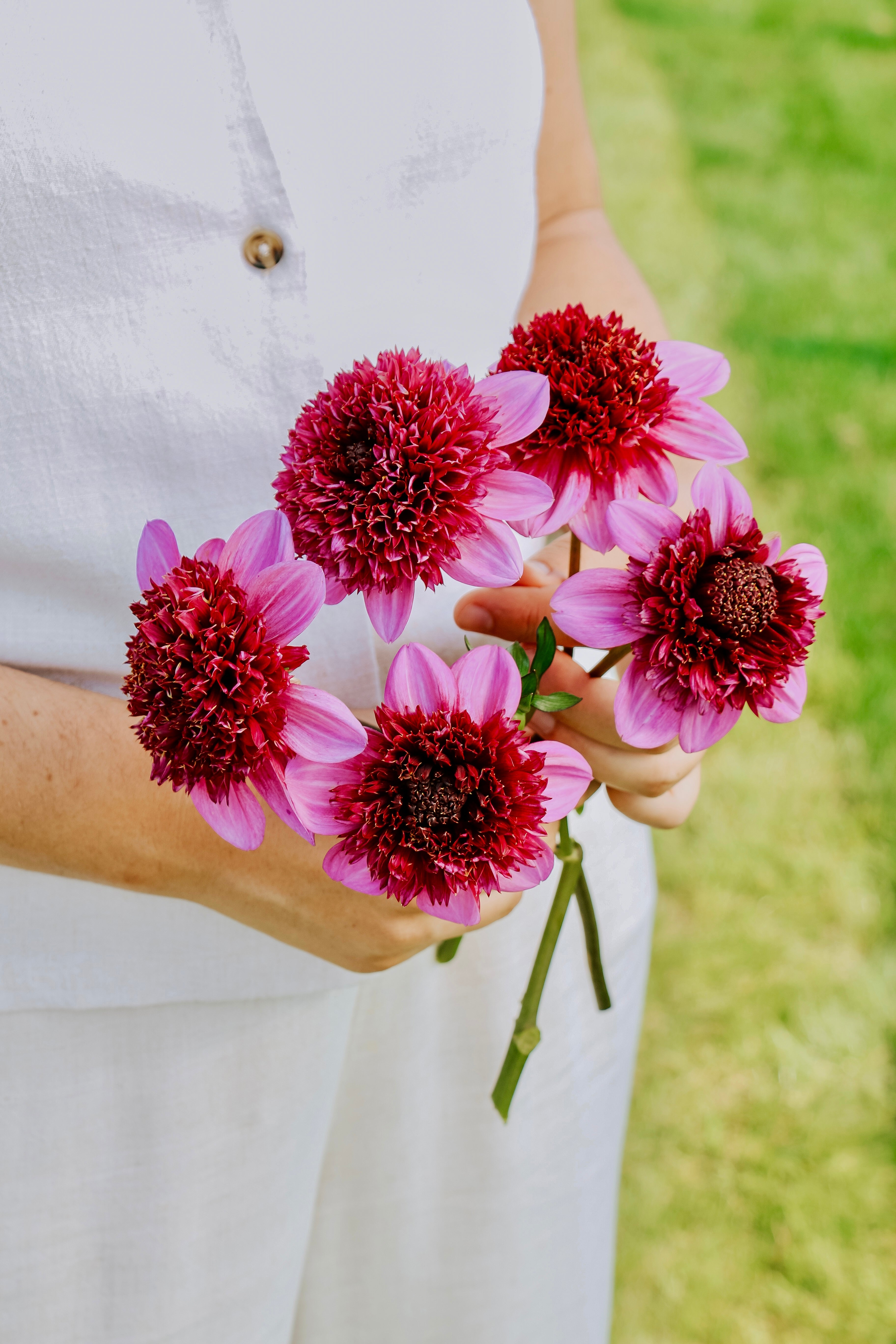 Dahlia 'Abigail'-Angelo