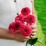 Dahlia 'Alyshia'-Angelo