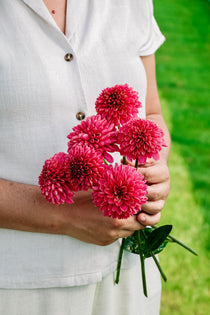 Dahlia 'Alyshia'-Angelo