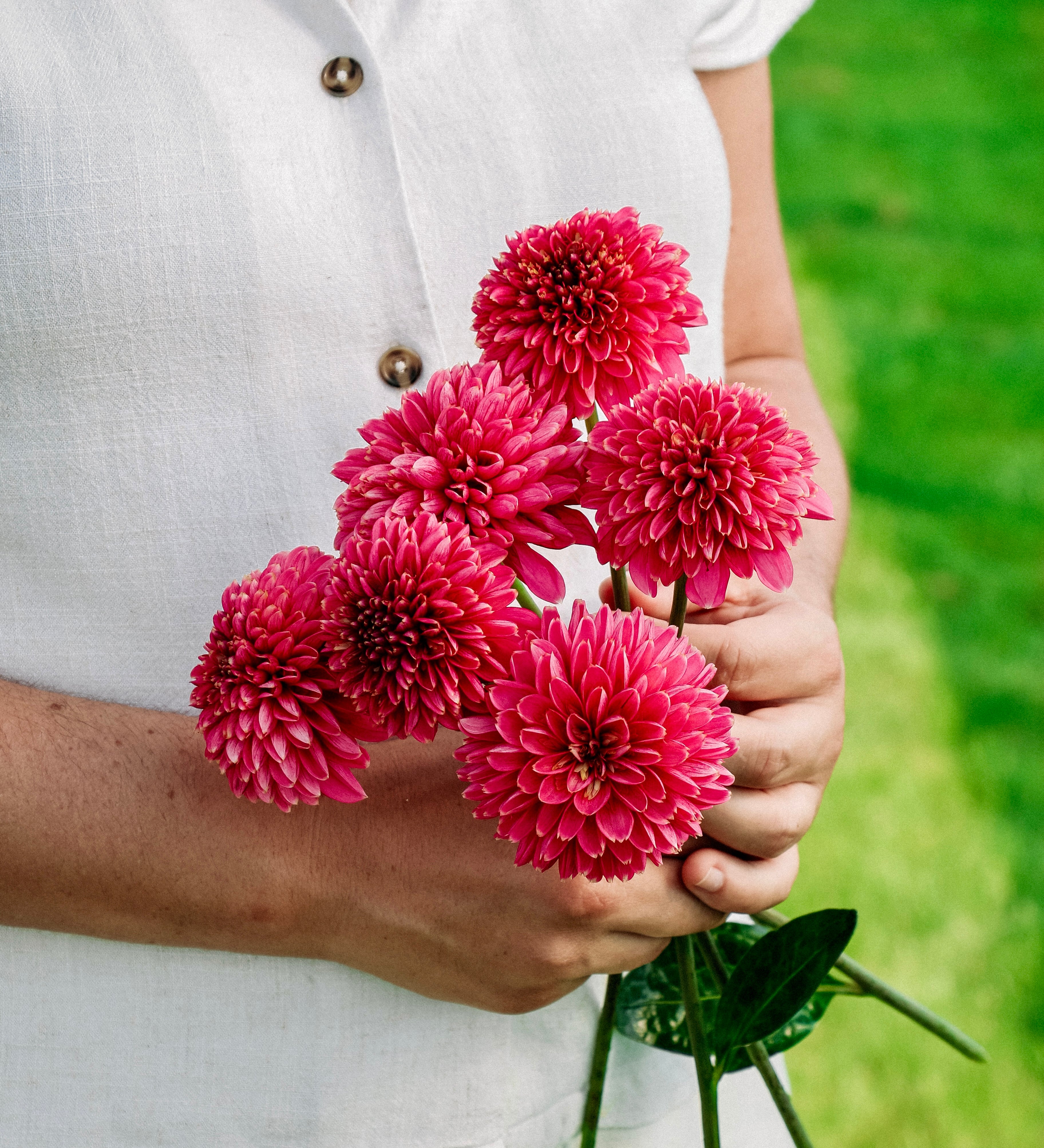 Dahlia 'Alyshia'-Angelo