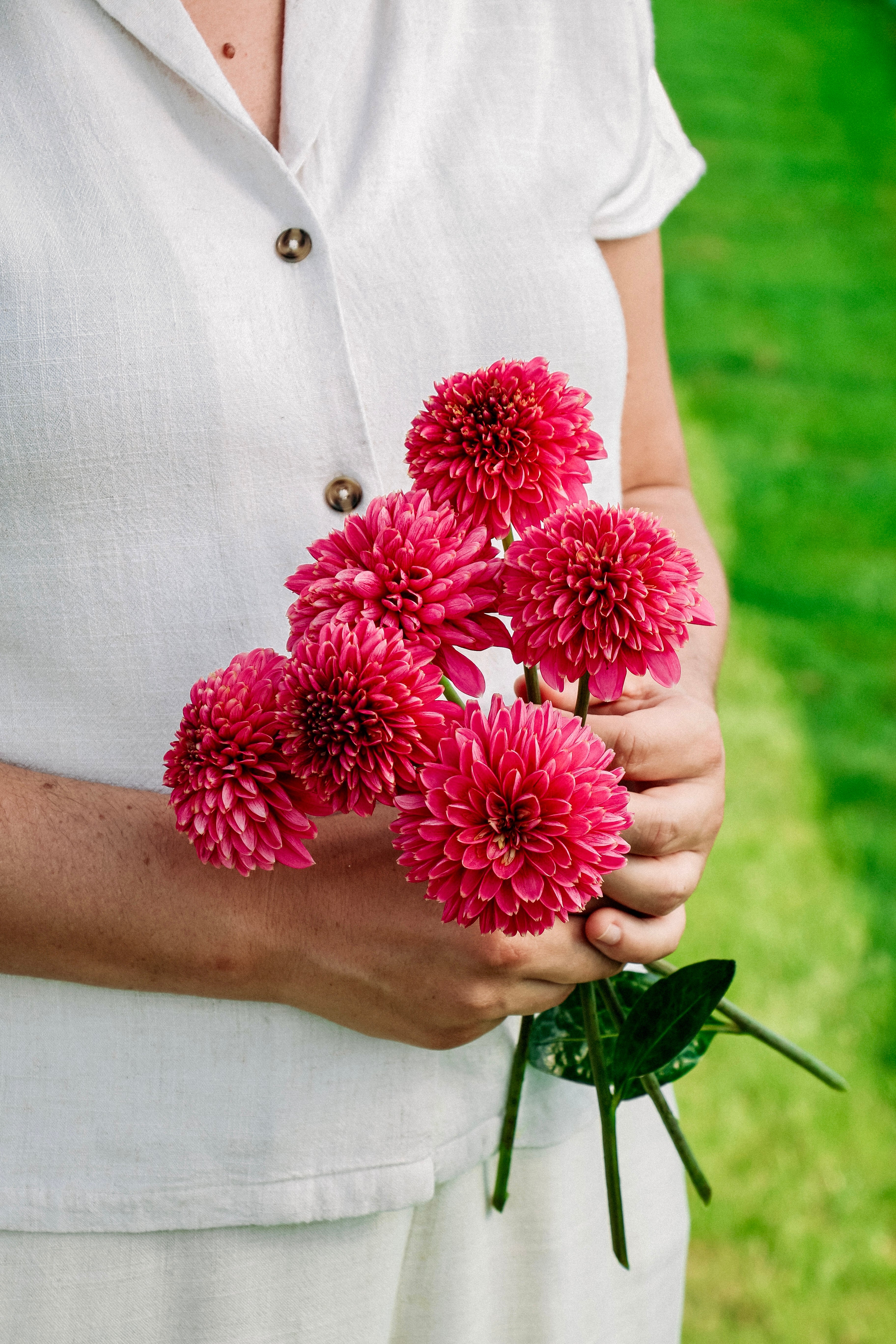 Dahlia 'Alyshia'-Angelo