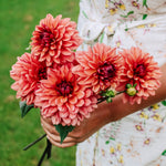 Dahlia 'Arit Anderson'-Angelo