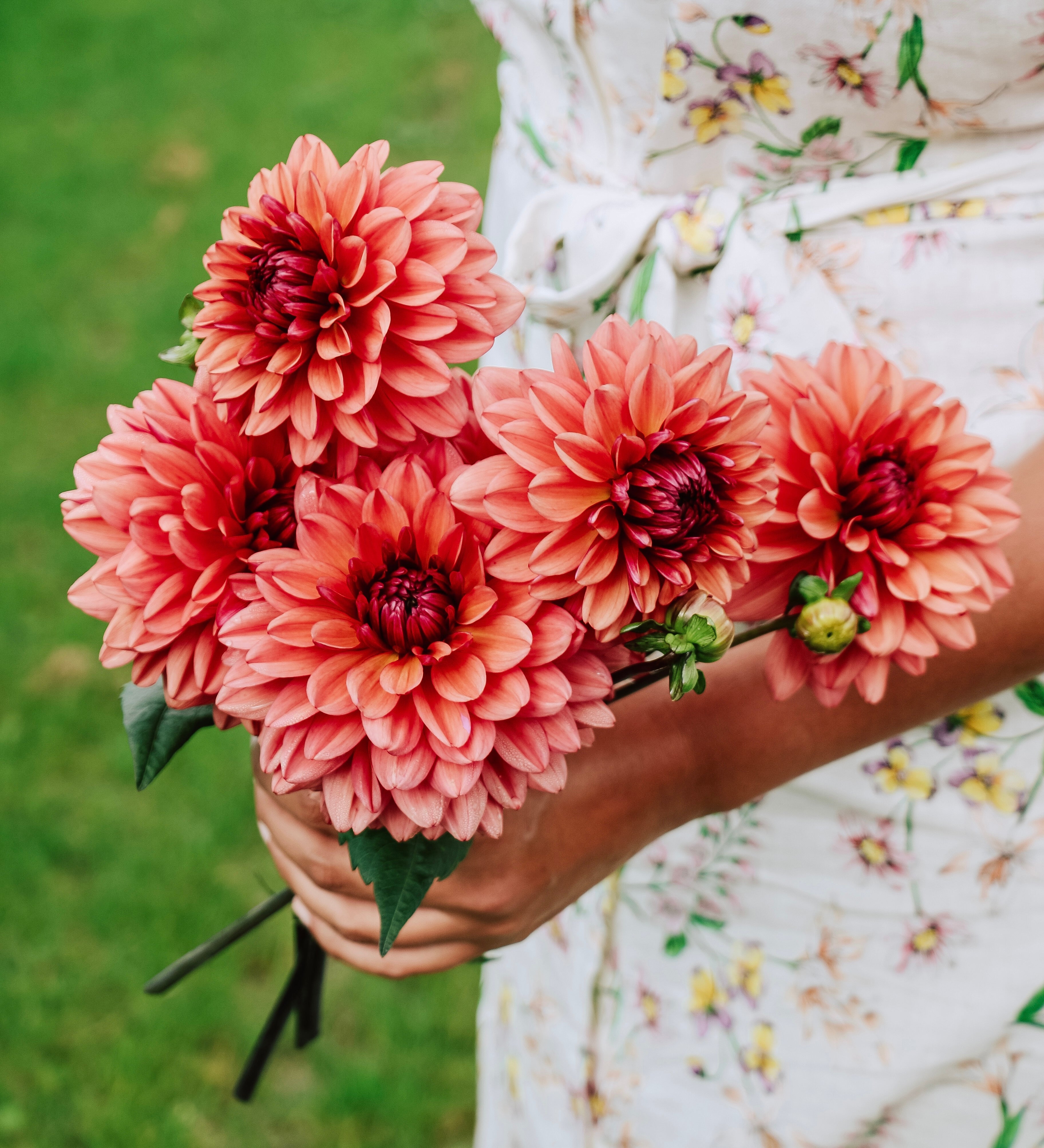 Dahlia 'Arit Anderson'-Angelo