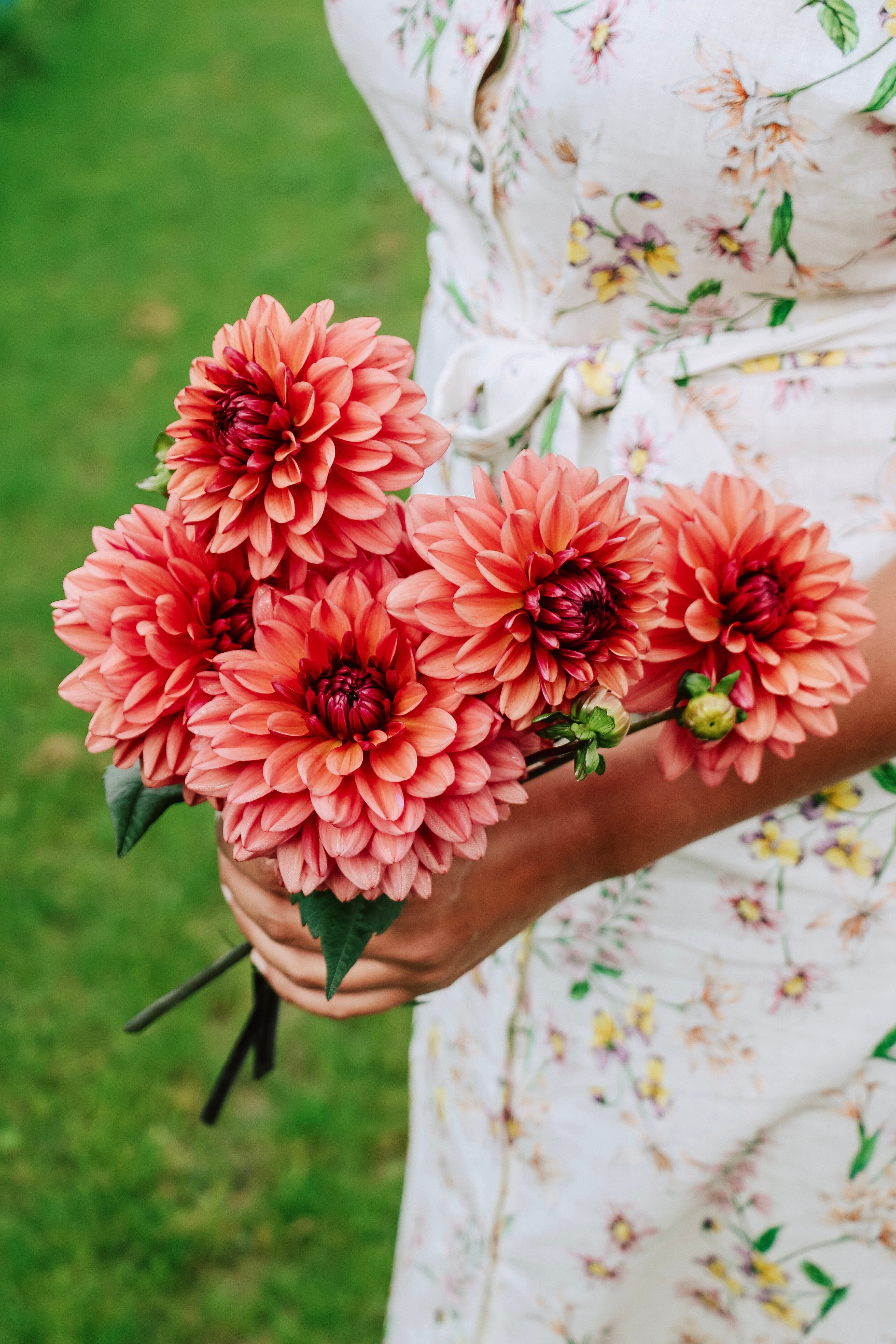 Dahlia 'Arit Anderson'-Angelo