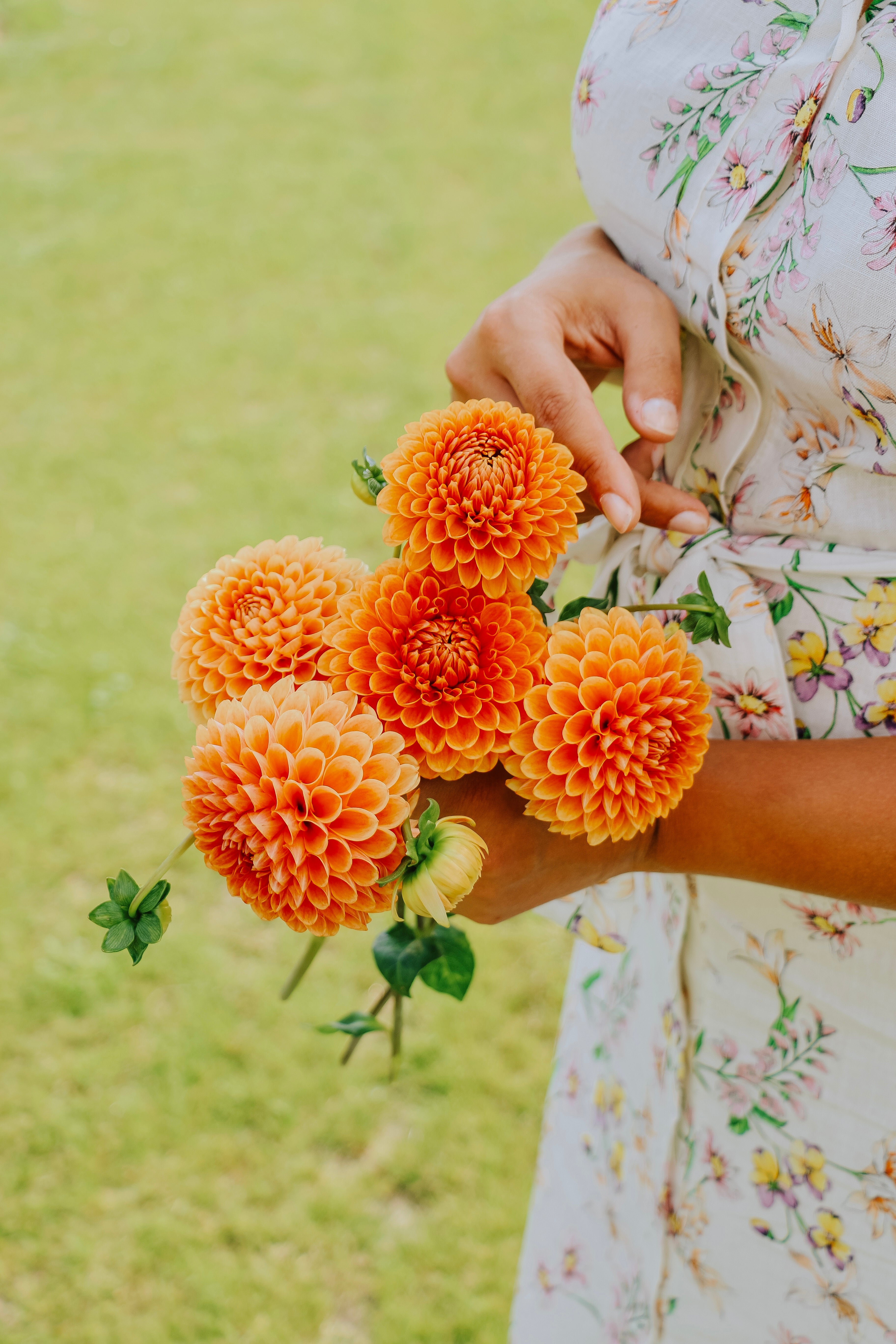 Dahlia &
