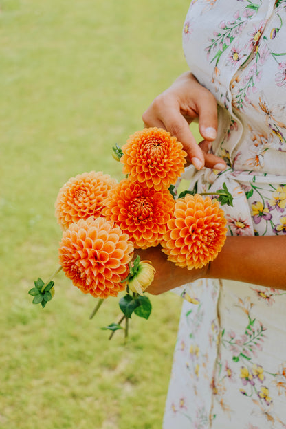 Dahlia &
