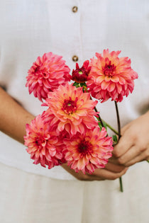 Dahlia 'Belfloor'-Angelo