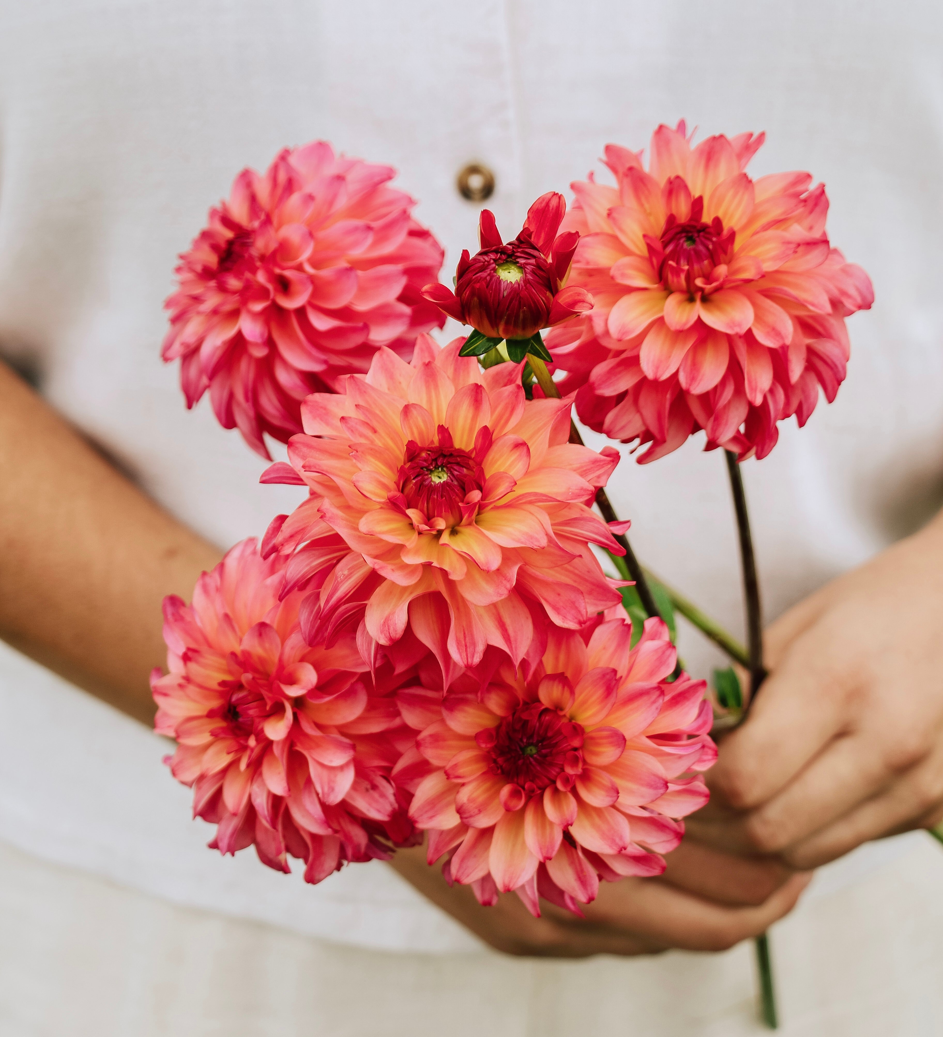 Dahlia 'Belfloor'-Angelo