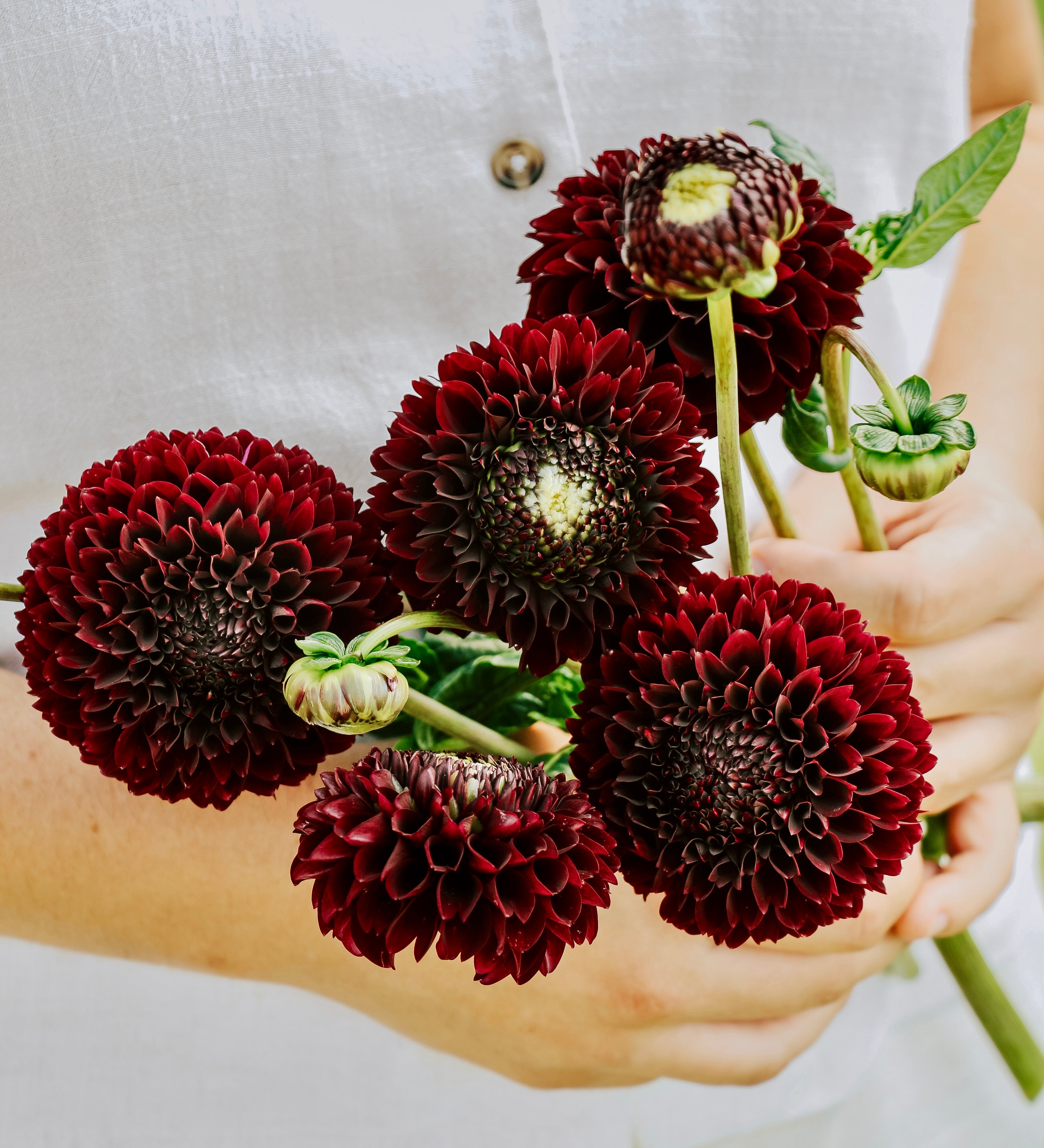Dahlia 'Black Pierre'-Angelo