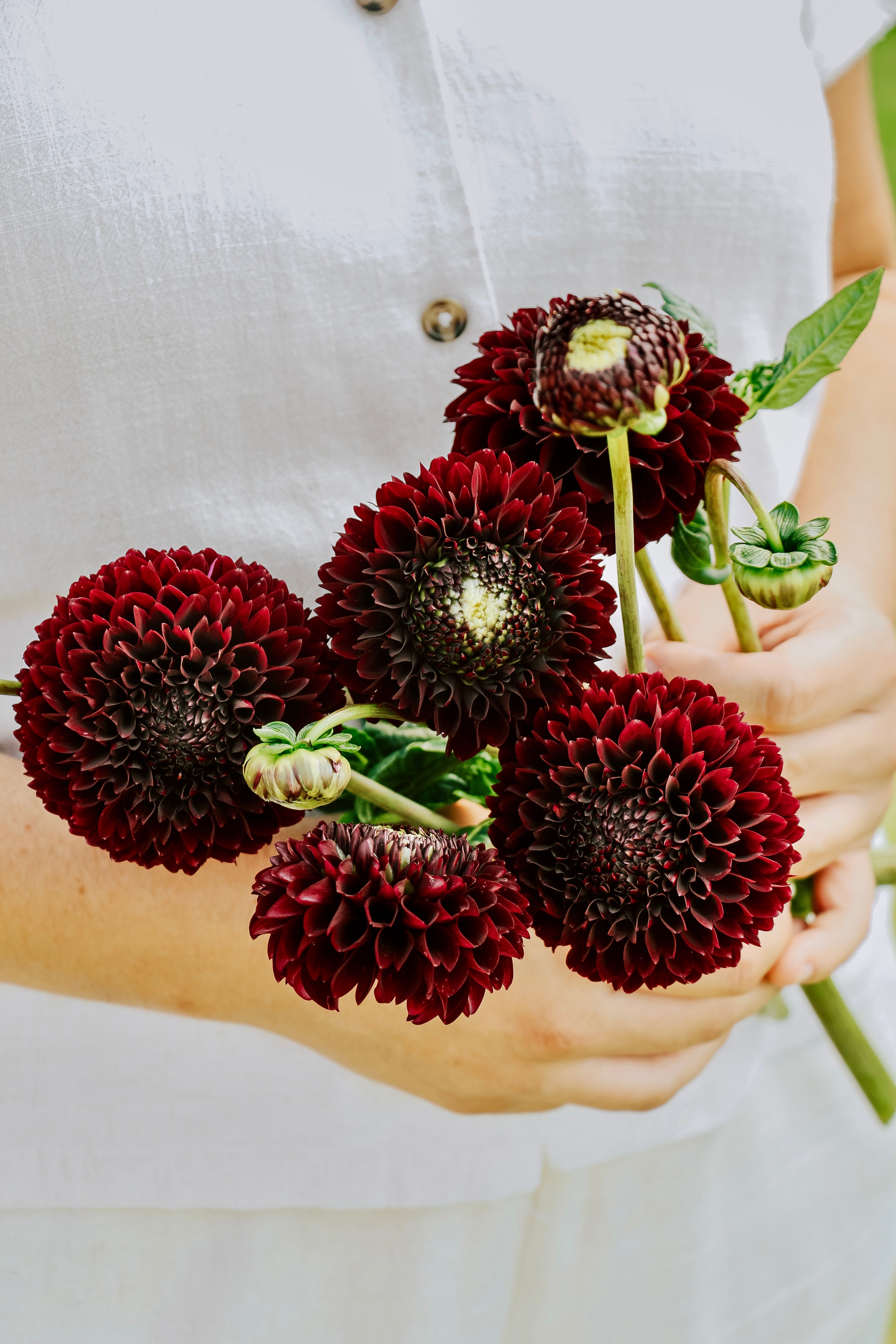 Dahlia 'Black Pierre'-Angelo