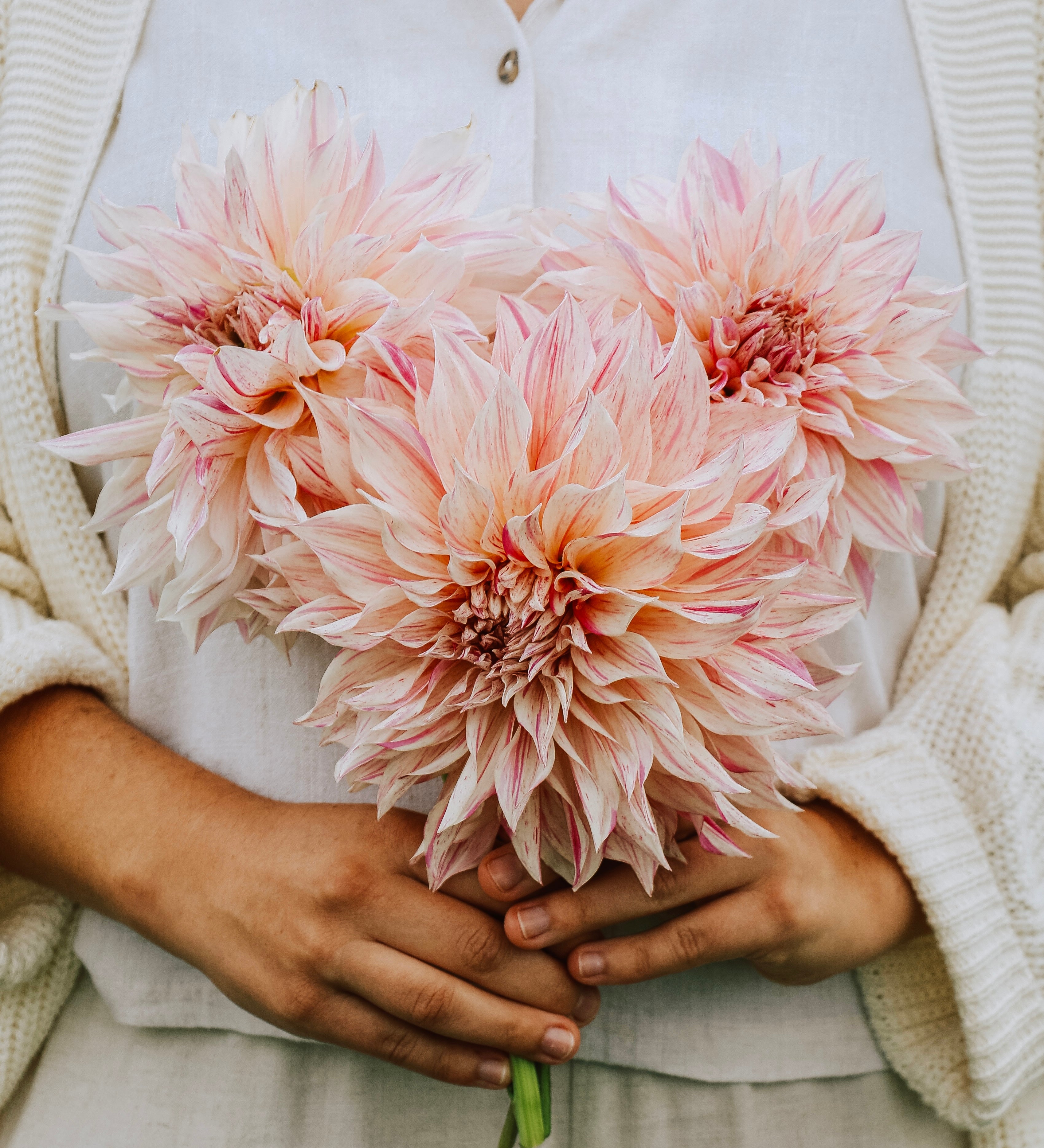 Dahlia 'Café au Lait Twist'-Angelo