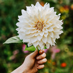 Dahlia 'Café au Lait''-Angelo