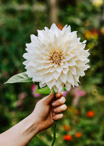 Dahlia 'Café au Lait''-Angelo