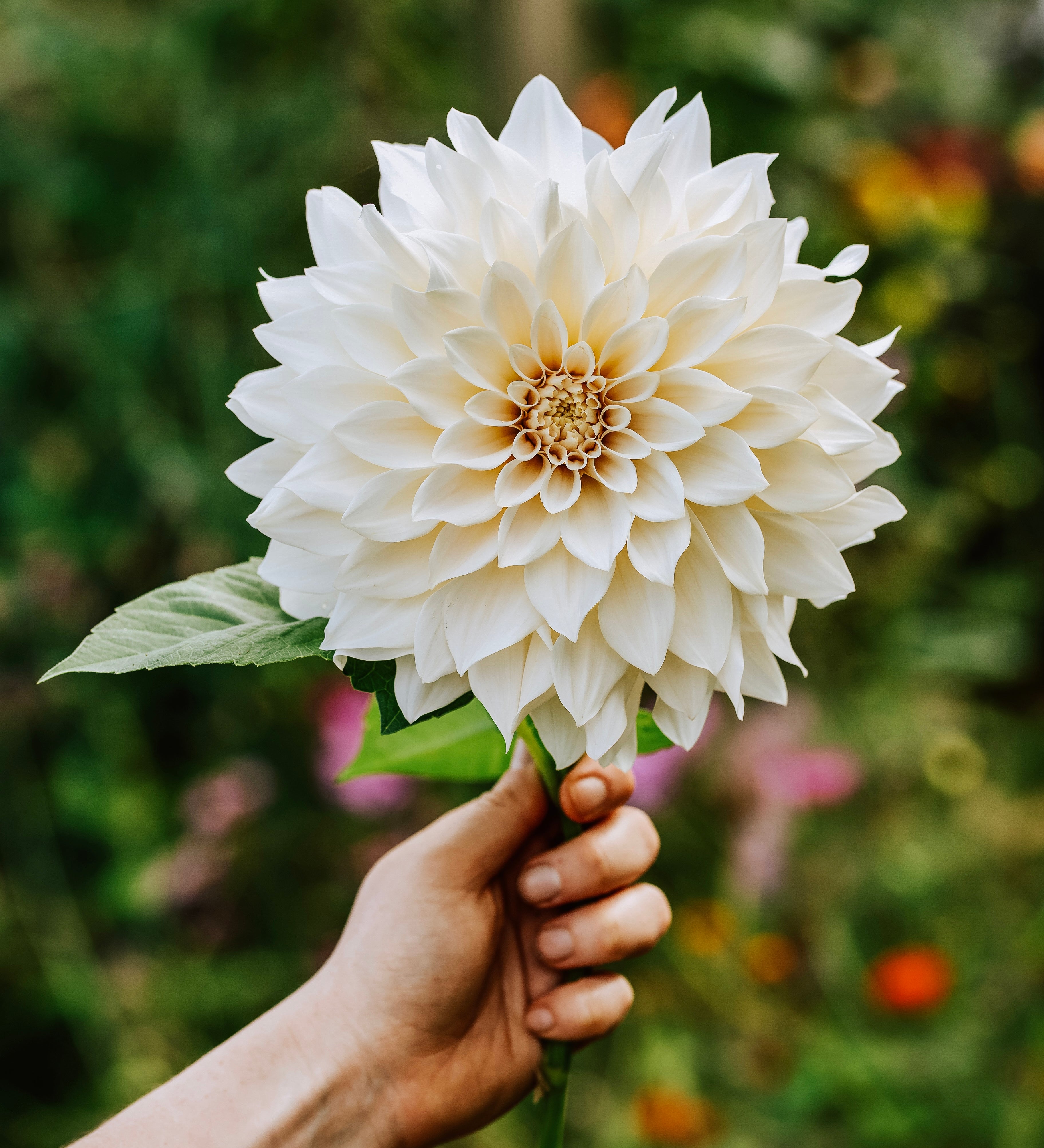 Dahlia 'Café au Lait''-Angelo
