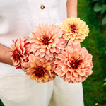 Dahlia 'Crème de Cognac'-Angelo