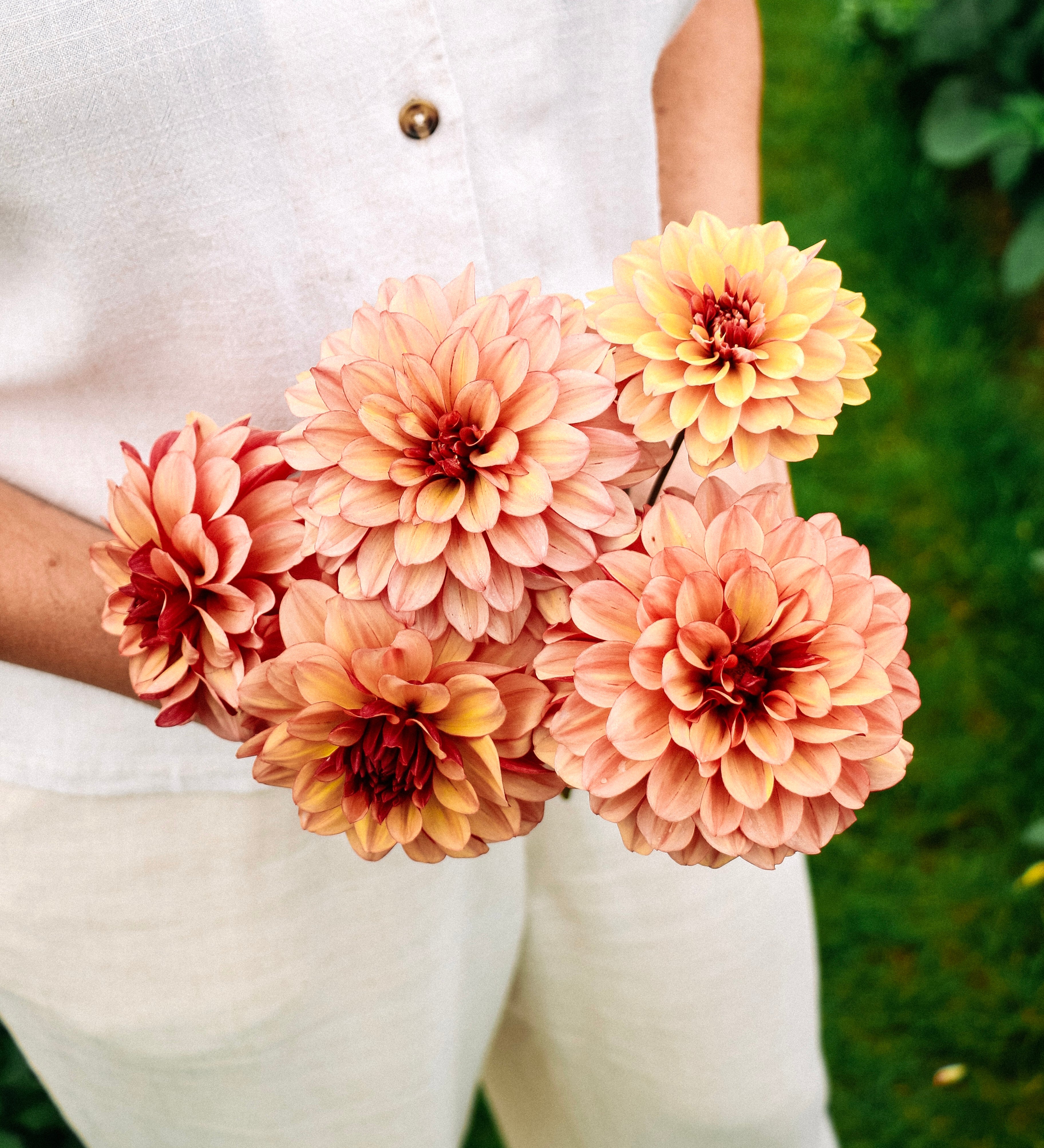 Dahlia 'Crème de Cognac'-Angelo