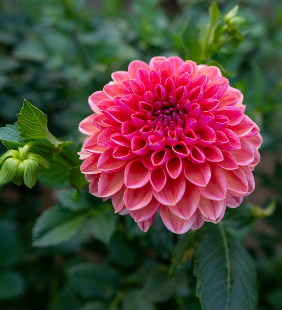 Dahlia 'Daisy Duke'-Angelo