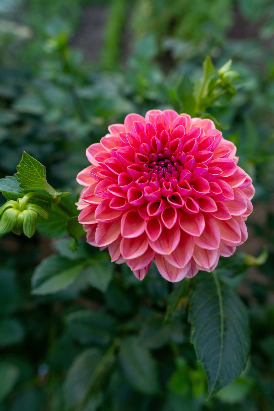 Dahlia &