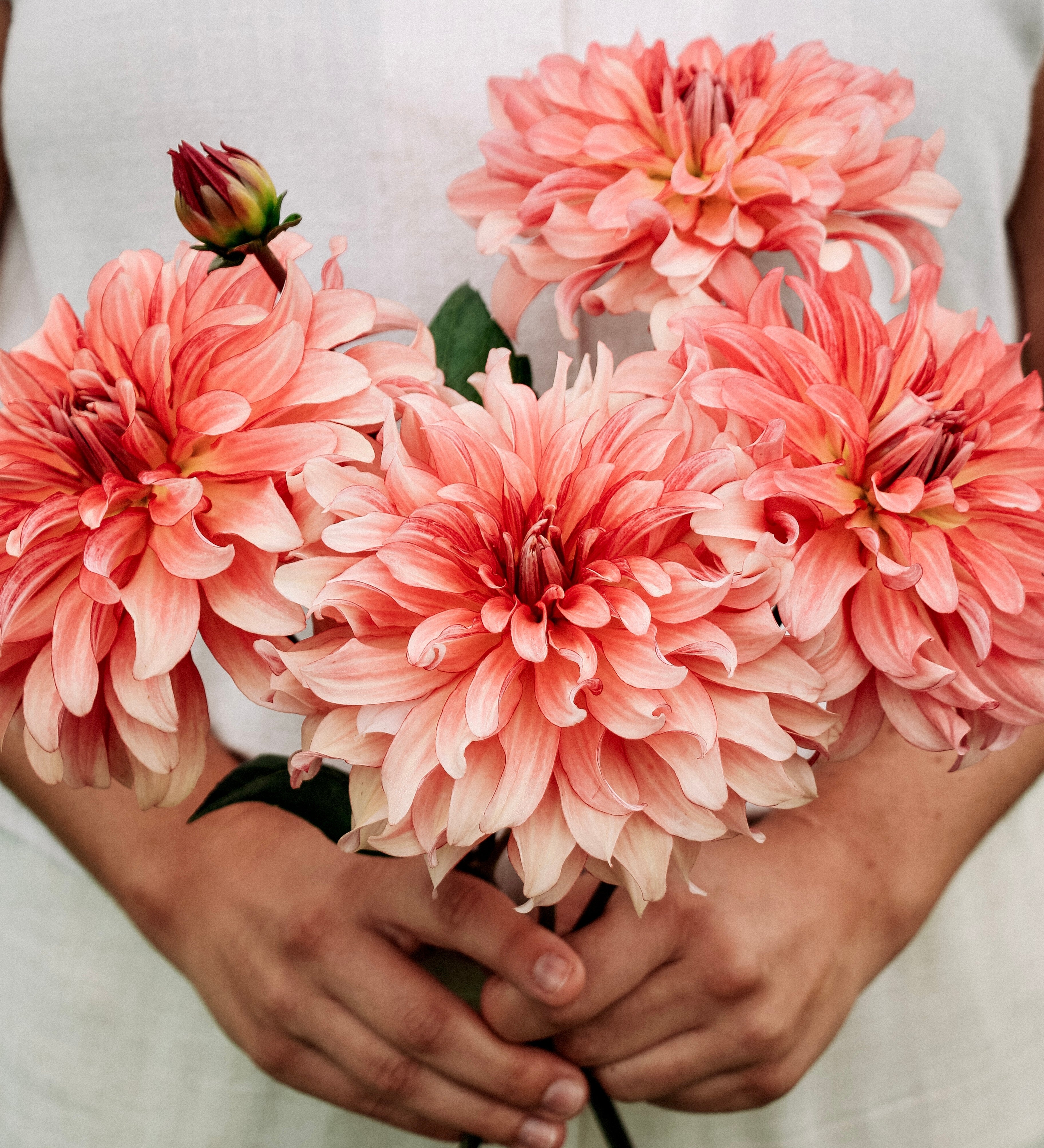 Dahlia 'Dutch Delight'-Angelo
