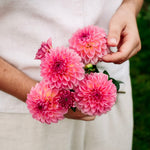 Dahlia 'Esli'-Angelo