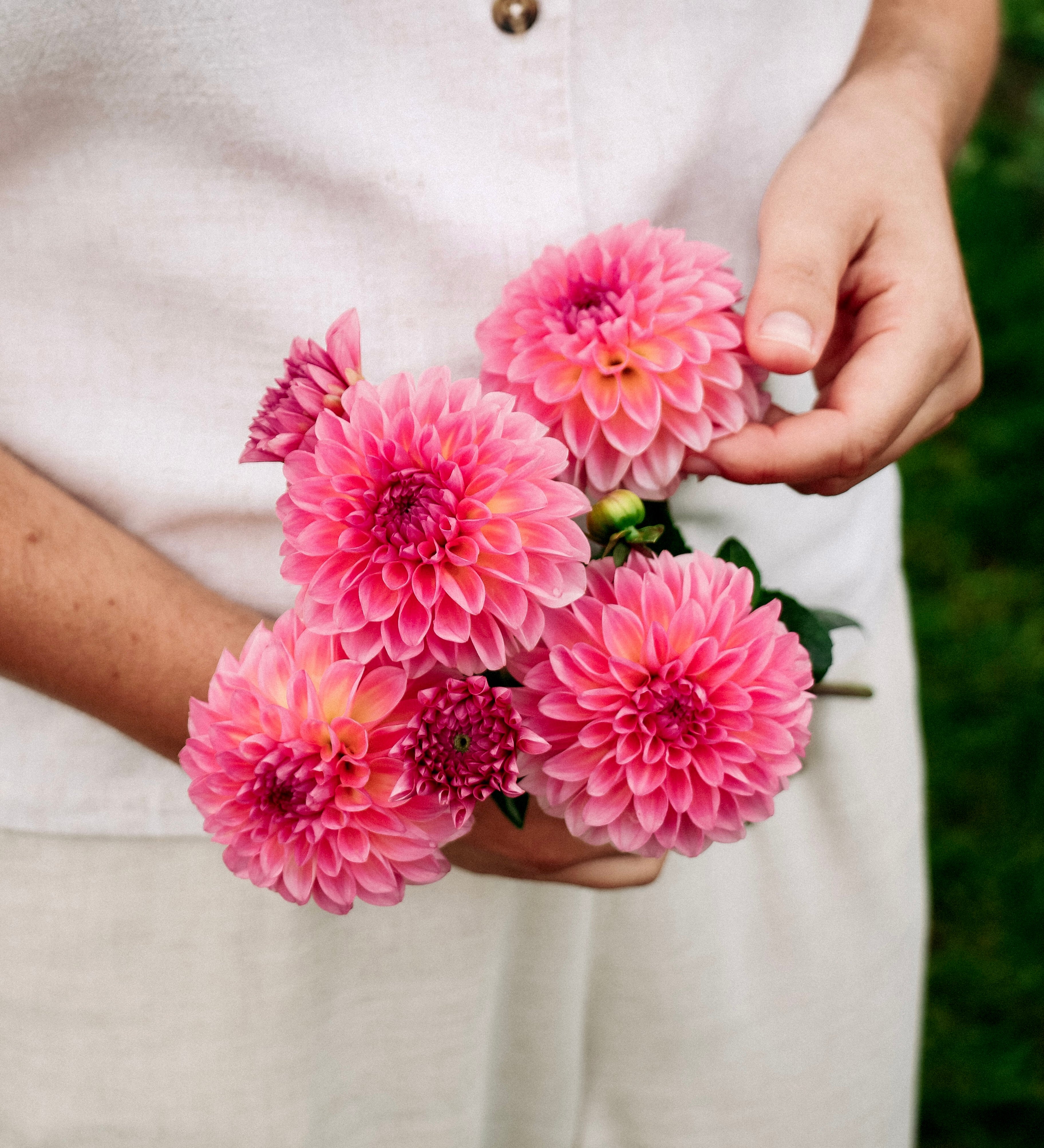 Dahlia 'Esli'-Angelo