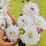 Dahlia 'Eveline'-Angelo