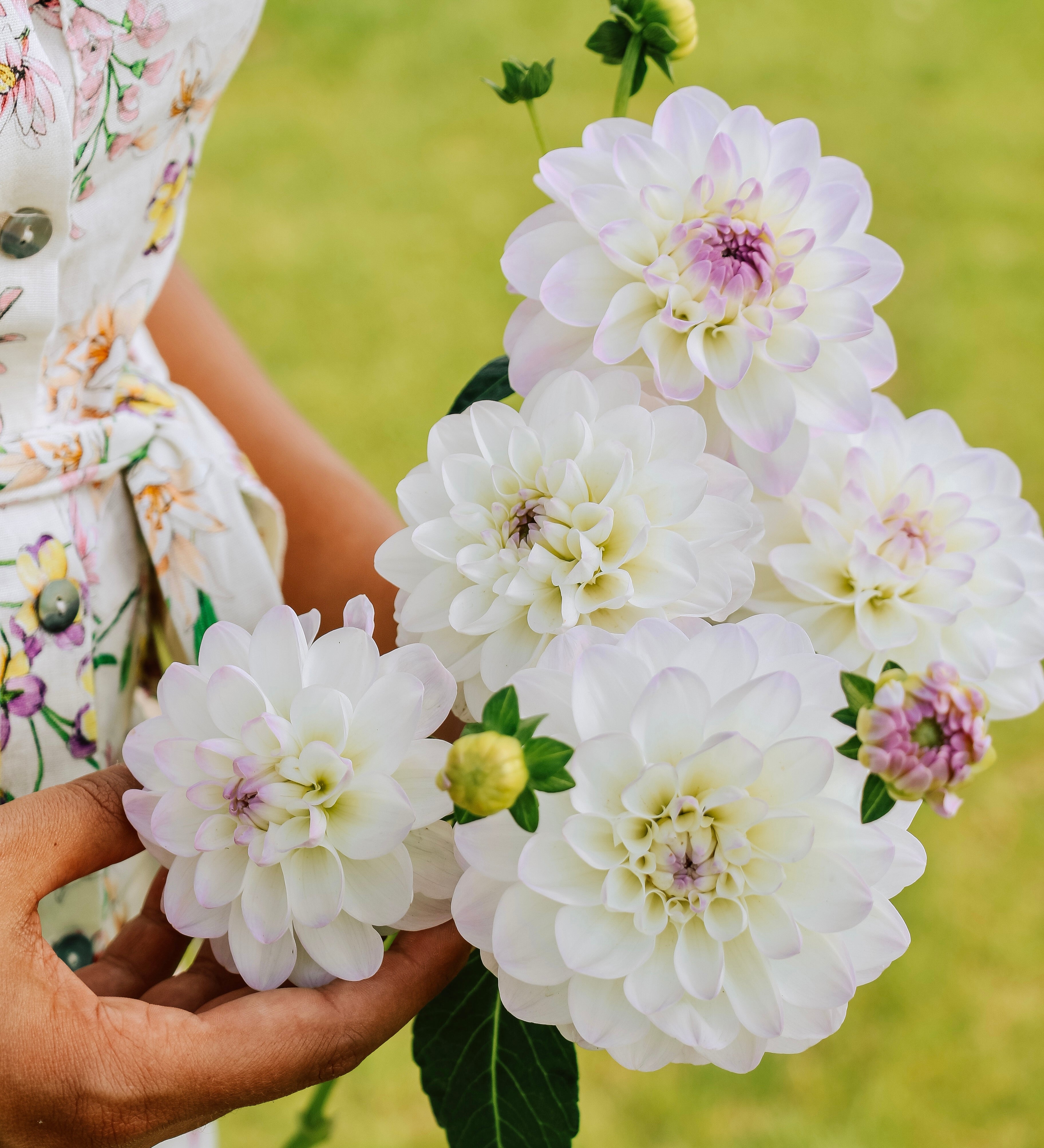 Dahlia 'Eveline'-Angelo