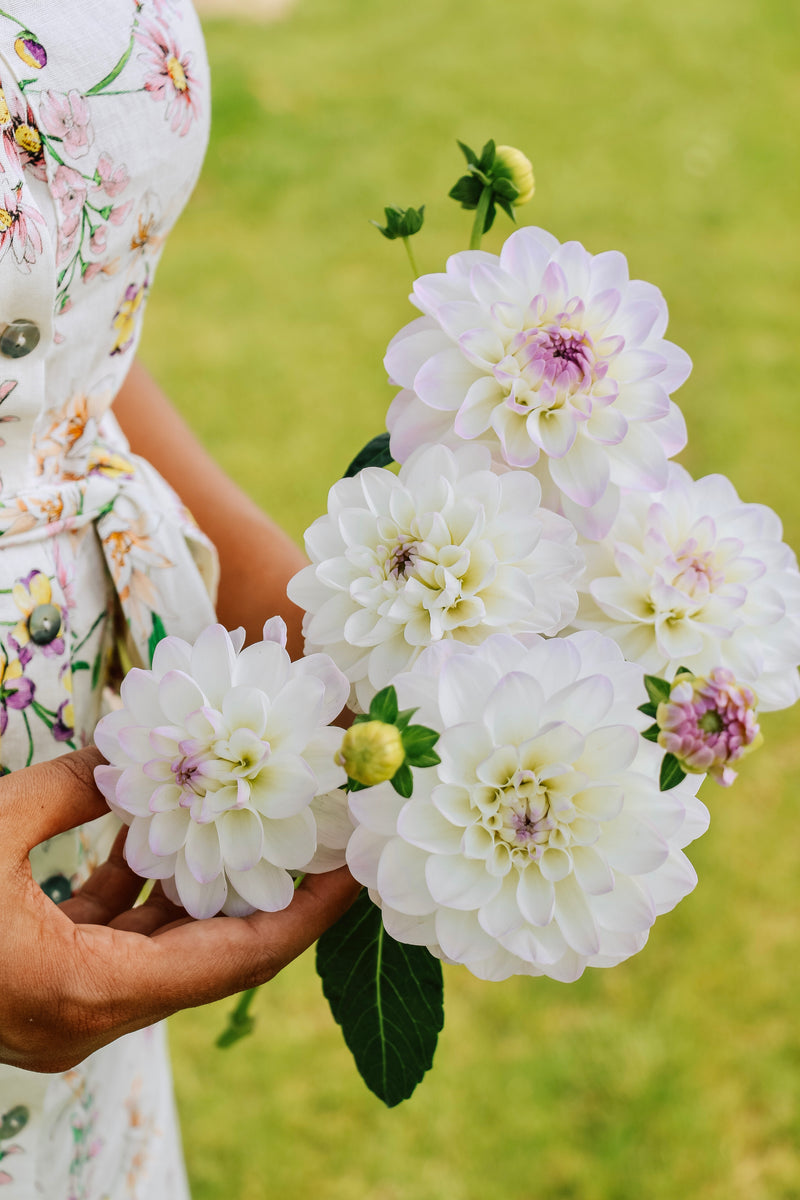 Dahlia 'Eveline'-Angelo