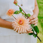 Dahlia 'Henriette'-Angelo