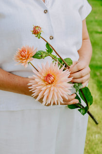 Dahlia 'Henriette'-Angelo