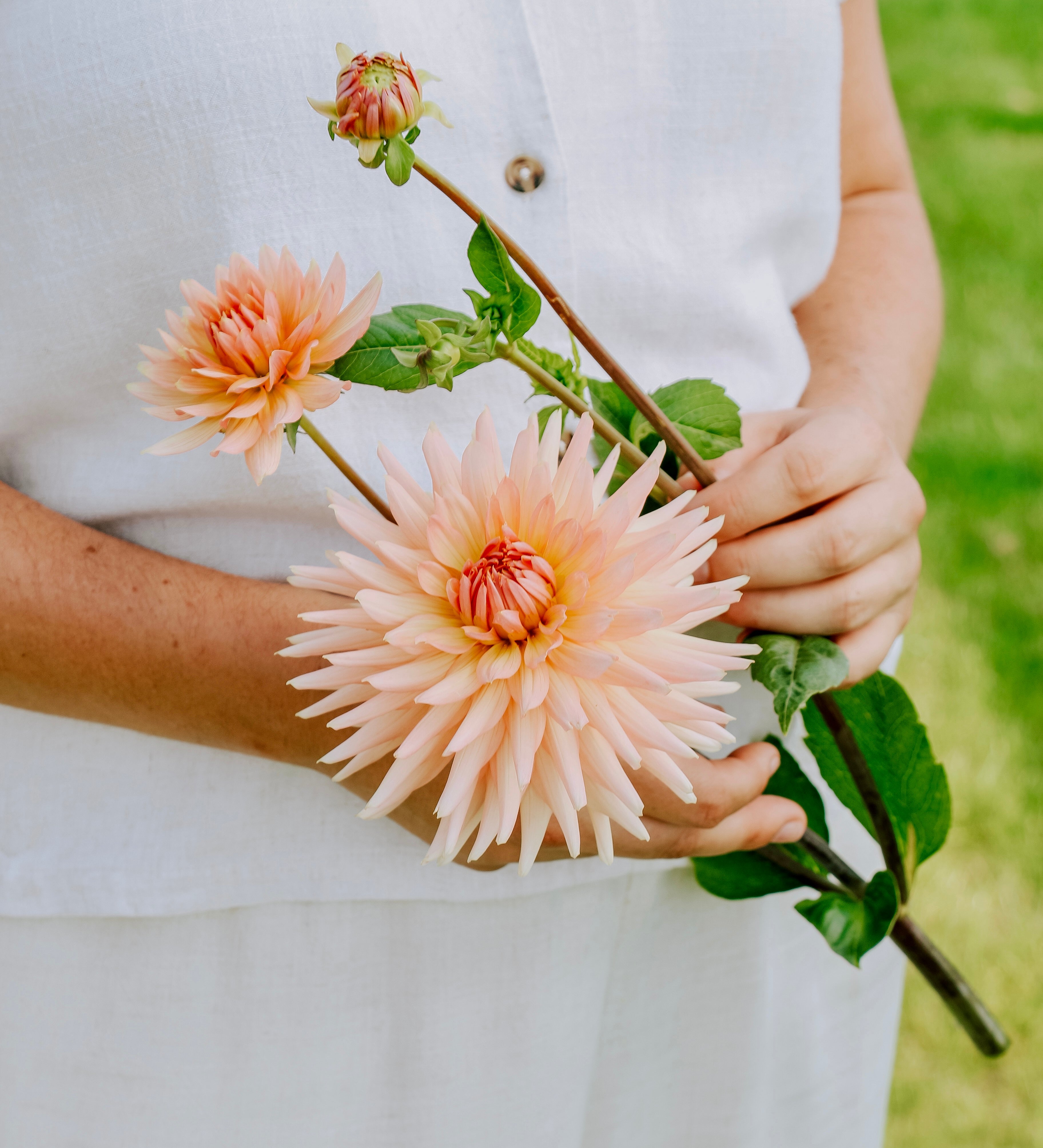 Dahlia 'Henriette'-Angelo